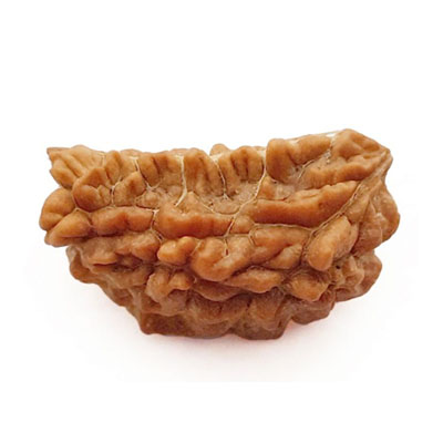 1 mukhi