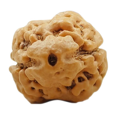 2 mukhi