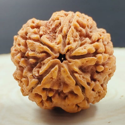 5 mukhi