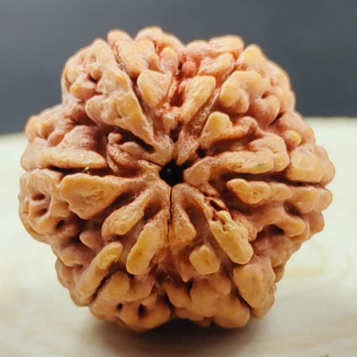 6 mukhi