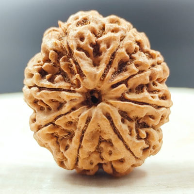 8 mukhi