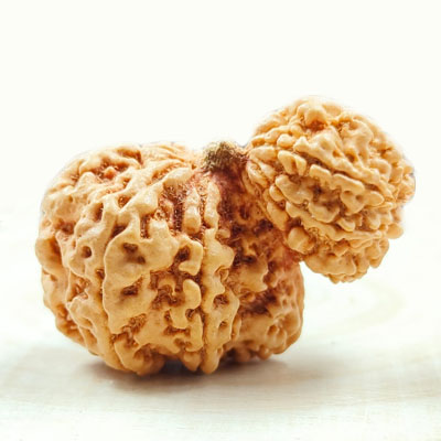 Garbh-Gauri-RUDRAKSHA